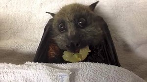 Who would've known a bat eating grapes could be this adorable! | Mystery Monkey of Tampa Bay