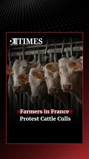 The Daily Euro Times on Instagram: "French Farmers Block Roads Over Mass Cattle Culls Farmers protest preventive cattle slaughter after disease outbreaks, warning livelihoods are at risk as climate change spreads livestock infections."