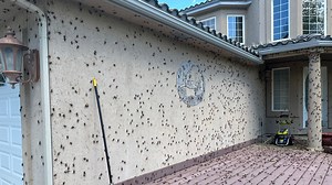 Mormon crickets create creepy, crawly nuisance in Elko invasion