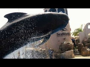 Bubbles - SeaWorld's beloved whale dies after five decades of entertaining visitors