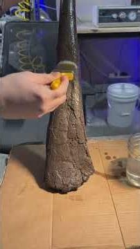 Duckbill dinosaur fossil! This is a fibula of edmontosaurus Which I