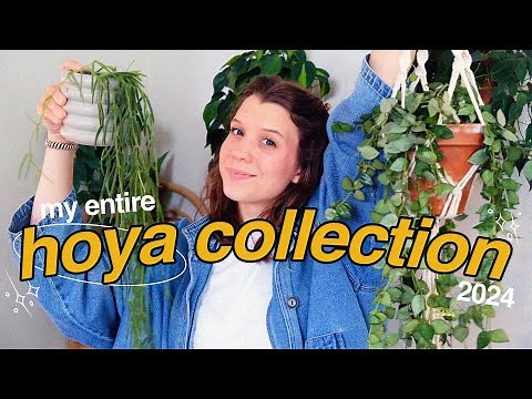 ALL OF MY HOYA!! | 26 unique plants (2024)