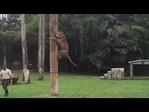 tiger jumping from the tree