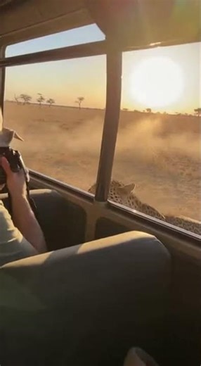 Leopard Stops Inches Away as Springbok Jumps Into Safari Jeep | Uncut Wildlife Moment