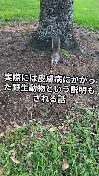 家畜を襲うという吸血生物「チュパカブラ」の噂 #都市伝説 #世界の都市伝説 #未確認生物 #ミステリー #怖い話 #不思議な話 #謎