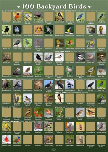 100 Backyard Birds Scratch off Poster - North American Bird Watchers Bucket List - Etsy