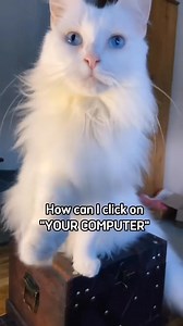 312K views · 6.7K reactions | Old mai gad!藍 #kittytheduchess #lol #comedy #memes #memehub #funnycats #funnytiktok #joke Ft. @poppy_the_house_kitty #kitty #kittycat #fblifestyle #fbreelsvideo #reelsfypシ #foryouシ #NowPlaying #fypシ #usa #pet #petlovers #petsofinstagram #funny | BlackVelvet | Facebook