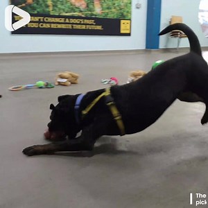 444K views · 10K reactions | These shelter dogs were allowed to pick their own Christmas presents!  Dogs Trust Ireland | IGV | Facebook