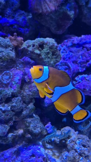 Starfish crawling, nemo swimming – two different speeds