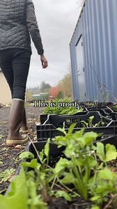 These beautiful flowers, often referred to as the rose of spring, grow from shriveled up corms that sort of look like an octopus. Their blooms last forever and they do well in cool climates. Great for flower pots and flower beds that do best when given full sun. HOW TO GROW: STEP 1 - SOAK Before planting, soak the corms for 3-4 hours in a bowl of room temperature water. Make sure you do not over-soak them, or they will rot. As the corms soak up the water, they will plump up, often doubling in si