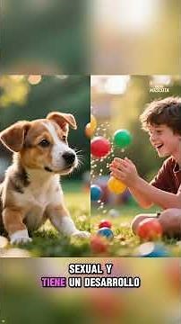 Descubre cuántos años humanos tiene tu Perro y en qué etapa está.