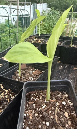 Freshly Propagated Organic Turmeric Plant - Etsy