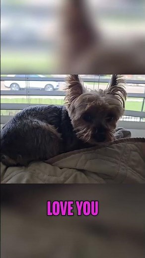 I Love My Yorkie! ❤️