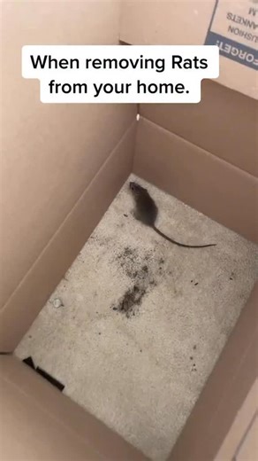Rodent Control Solutions For Homeowners & Pest Pros on Instagram: "How to remove rats from your home…"