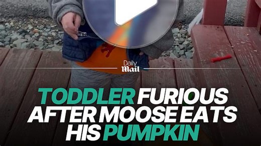 Toddler's hilarious reaction to moose eating his pumpkin