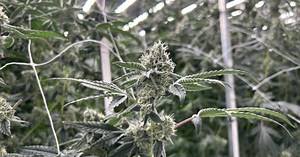 What to know now that recreational marijuana has become legal in Ohio