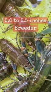 Meet our 5.0 to 5.5 inch GIANT Crayfish Breeders! 🦞💪 #crayfishfarmingphilippines #crayfish #crayfishfarming #fyp | Giant Line Crayfish by Lauren’s Farm