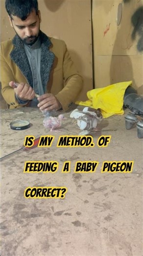 hand feeding formula for baby Parrot 🦜 #birdLoveCare #parrotFeedingProcess #birdFeedingProcess