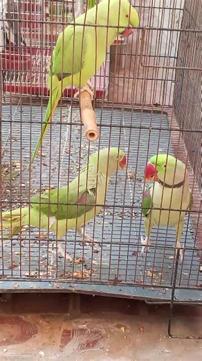 Caring for Indian Ringneck Parrots: Essential Tips