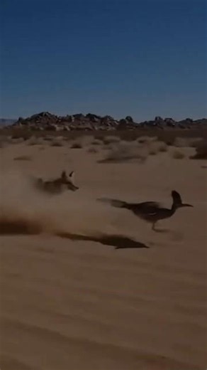 The Secret of the Real Road Runner! #Animals #creatures #AnimalWorld