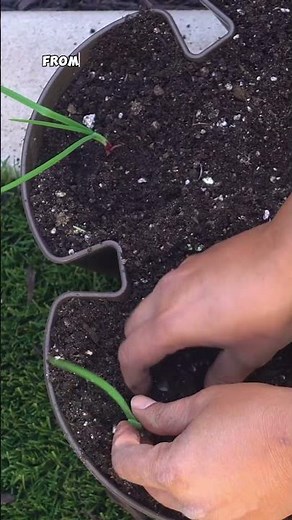 The #1 Mistake Gardeners Make When Growing Onions! 🌱🚫