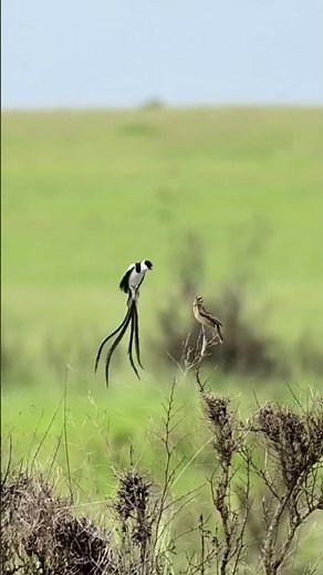 Incredible Pin Tailed Whydah Mating Dance! 🐦✨