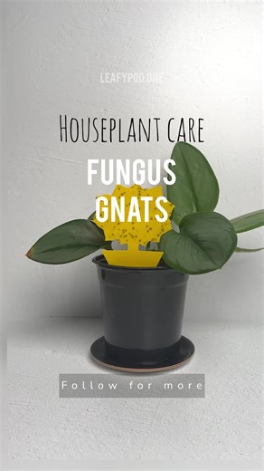 🧪Mix the Solution In a container, mix one part 3% hydrogen peroxide with four parts water. 🚿 Water Your Plants: Water your houseplants with this hydrogen peroxide solution. Make sure the solution reaches the root zone, as it helps kill larvae in the soil. 🌟Use Sticky Traps (Optional): Place sticky traps near your plants to catch adult fungus gnats. These traps can help reduce the adult population and monitor the effectiveness of your treatment. 🔁Repeat as Needed: Continue to water your plant