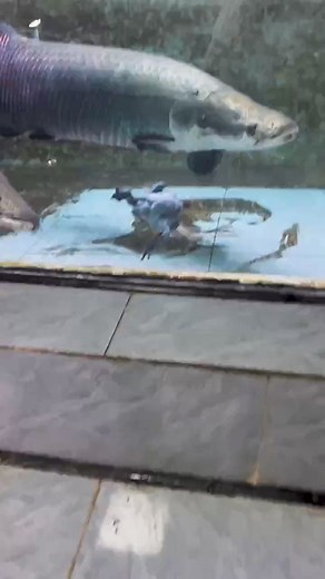 3.7M views · 10K reactions | 85_How many bites do you need to finish a chicken #Arapaima #FishkeepingDiary #BossLiLovesFishkeeping | Anthony Life | Facebook