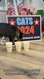 We need YOUR help!! We need some new debate topics for our cat-idates to debate! Cici and Scotty made it to the final round of debates and now it’s time for PollyAnne and Spice & Jill and Frances to debate to see who will make it to face Cici and Scotty head to head!!! | The Shabby Tabby Cat Cafe