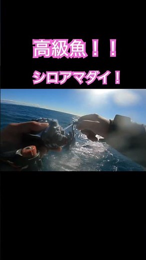 今釣れまくってる高級魚『シロアマダイ』の強烈な引き！！ドラグ出まくり！#DAIWA #由比港 #神栄丸 #白甘鯛 #駿河湾 #fishing