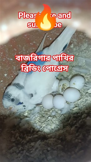 🧿 Bagrigar Bird Video 🦜🔥 #birds #bagrigar #viral #shorts #minivlog #@Exoticbirdsclub