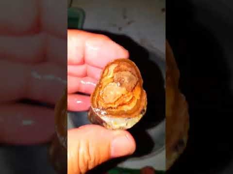 Sempur✅ bule cadas kuning 1kg harga 100 aja net 04