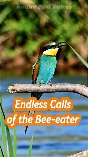Endless Calls of the Bee eater | World Bird Songs #birdsongs
