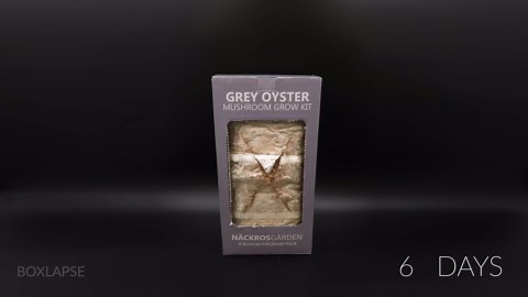 Time lapse: From spore to grey oyster mushroom