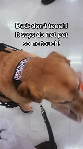 Service Dog Carries My Bag at Target—Kids Are Amazed!