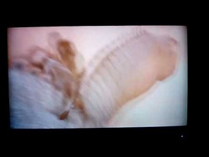 Disney's DINOSAUR Dangerous Encounter Reversed