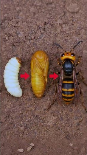 Miraculous Evolution of the Giant Wasp #insects #wasp #hornet #bee