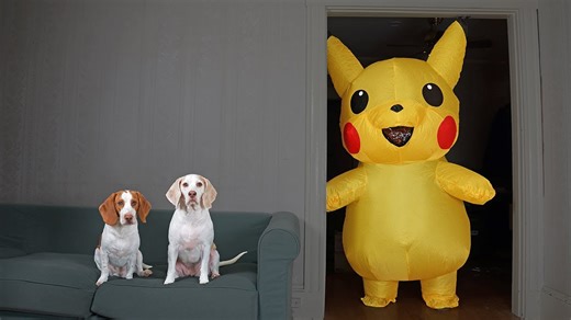 Dogs meet giant Pikachu and sniff at Pokemon prank