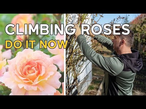Step-by-Step Guide to Pruning Climbing Roses for Gorgeous Blooms