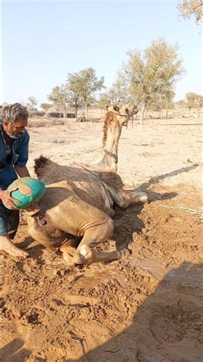 عجوز رحيمة تنقذ جملاً عطشاناً بقطرات الماء في قلب الصحراء