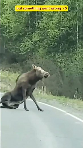Unbelievable Encounter: A Terrifying Moose Attacks Car! Look what happens