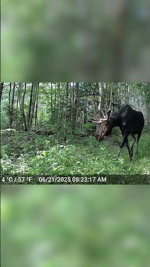Summer Moose Sighting in Ontario | Northern Trails Wildlife