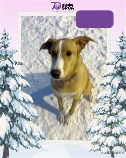 1.3K views · 21 reactions | Meet Ruby ❤️ This 1-year-old retriever...