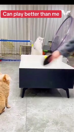 Incredible Table Tennis Skills Showdown