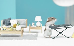 玩音乐？仓鼠都比你能干——foreverloops