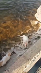 98K views · 837 reactions | Tu amorces les poissons et les chats en profitent !  | Info Pêche | Facebook