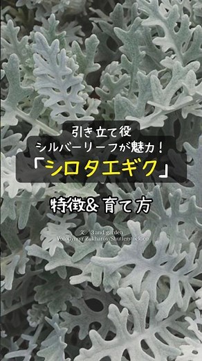 【引き立て役】シルバーリーフが魅力！シロタエギクの特徴＆育て方 #shorts #ガーデニング #園芸 #リーフプランツ #寄せ植え #冬