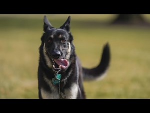 Major Biden’s Having a Hard Time Adjusting to White House