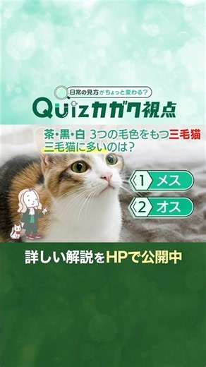 茶・黒・白 3つの毛色をもつ三毛猫。 三毛猫に多いのは？【Quizカガク視点】 #科学 #shorts #クイズ