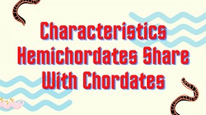 10 Characteristics That Hemichordates Share With Chordates